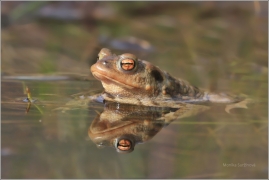 <p>ROPUCHA OBECNÁ (Bufo bufo) ---- /Common toad - Erdkröte/</p>